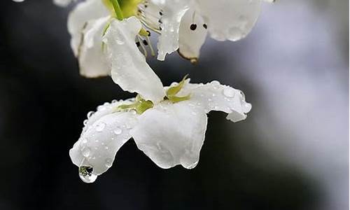 梨花带雨出自谁的作品_梨花带雨